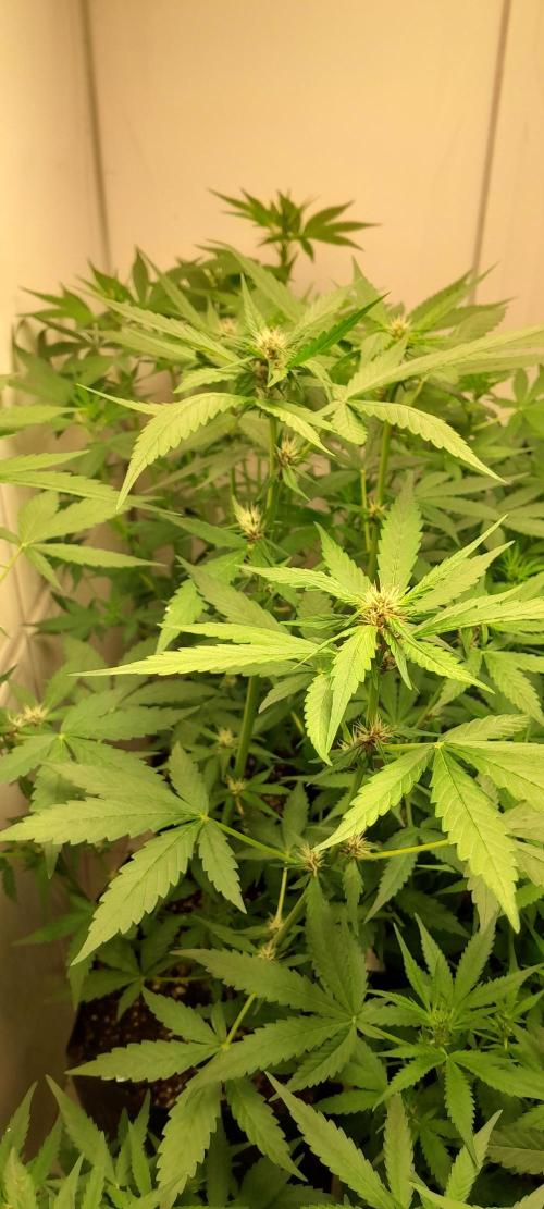 Que venha uma cor linda !. Week 5