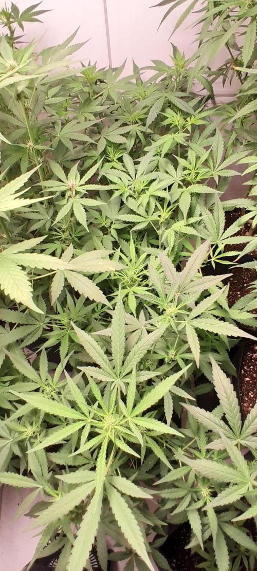 Uma novidade antes do verão chegar.. Week 5