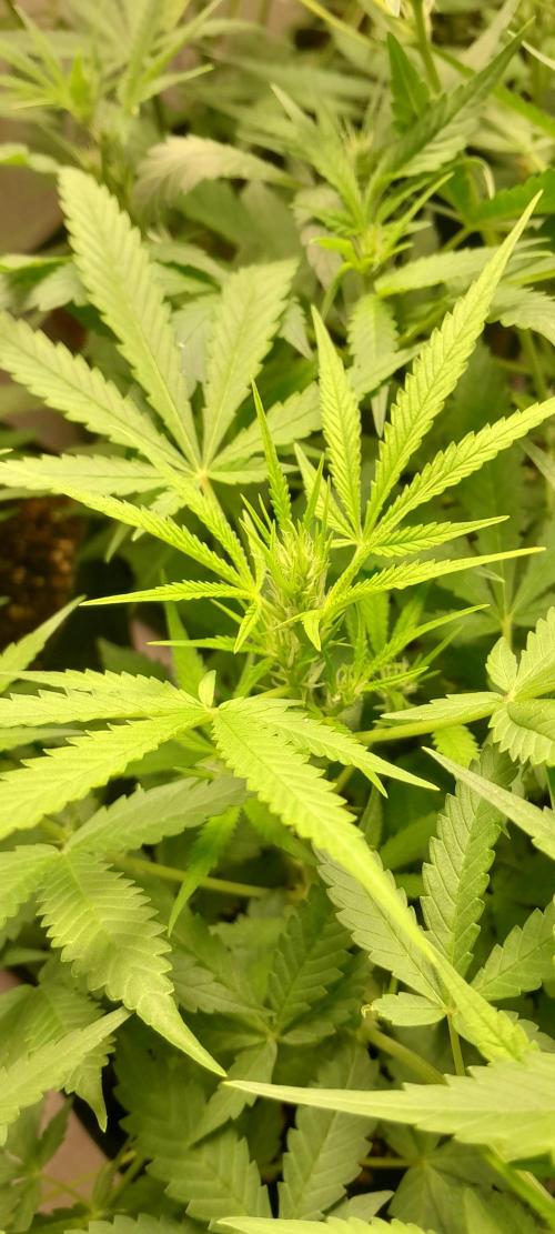 Uma novidade antes do verão chegar.. Week 5