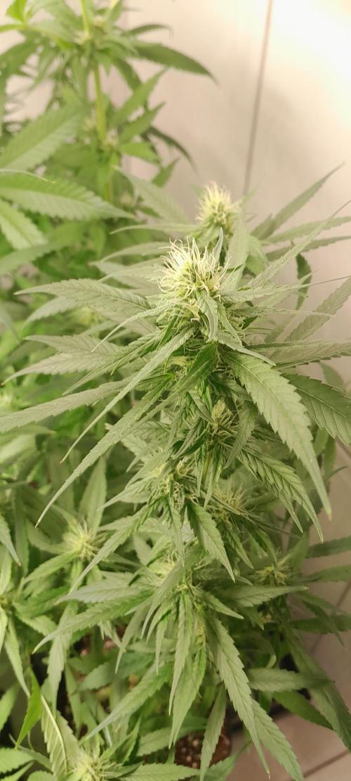 Super Silver Haze - 6 Pés. Week 8