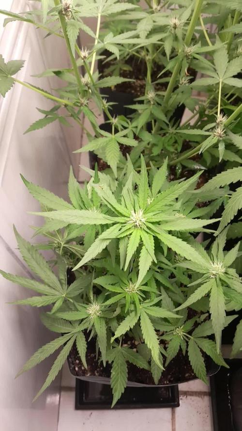 Que venha uma cor linda !