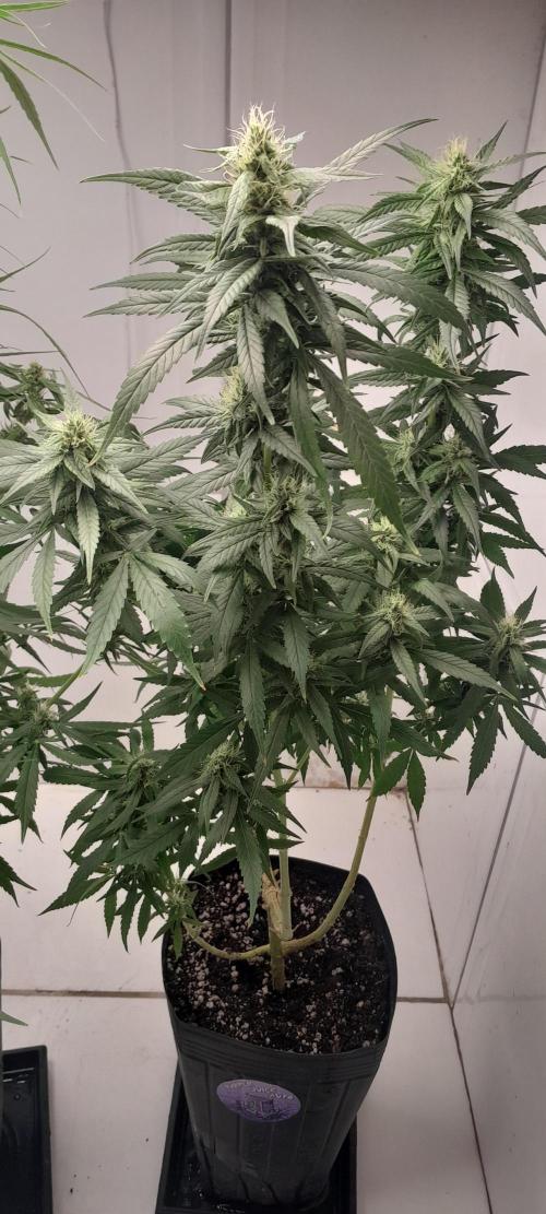 Super Silver Haze - 6 Pés. Week 9