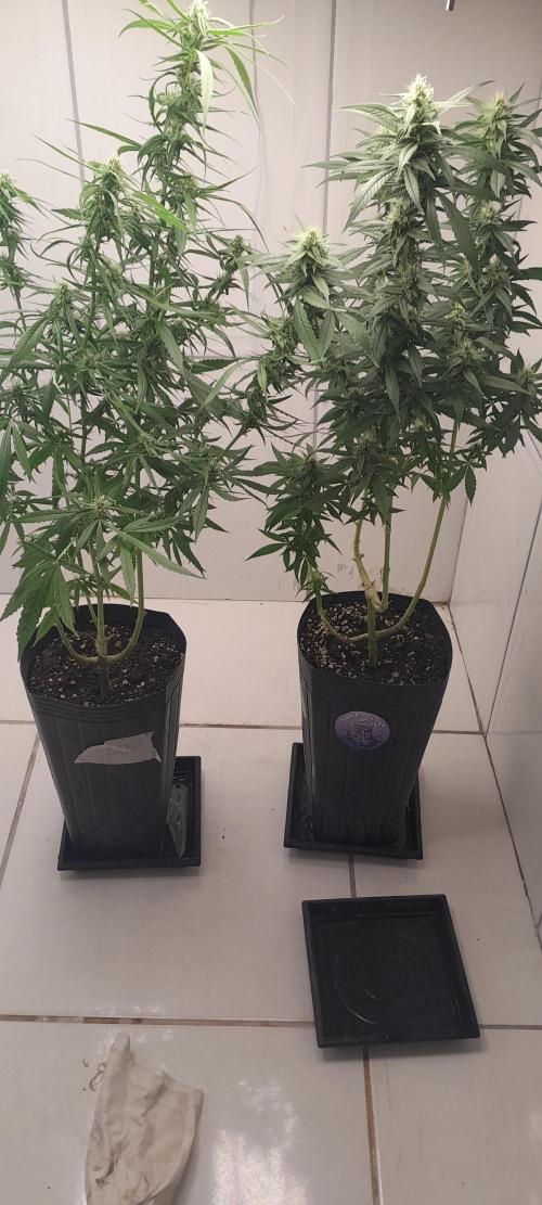 Super Silver Haze - 6 Pés. Week 9