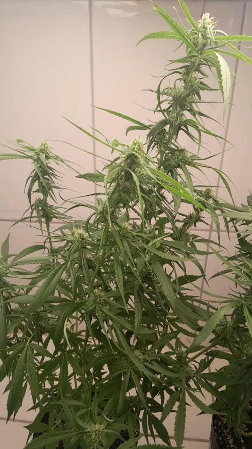 Super Silver Haze - 6 Pés