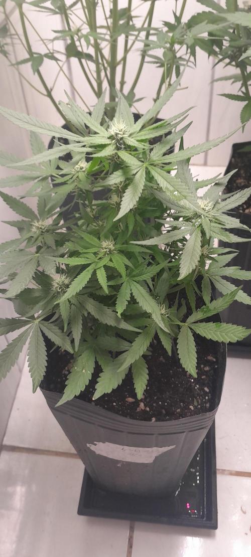 Que venha uma cor linda !. Week 6