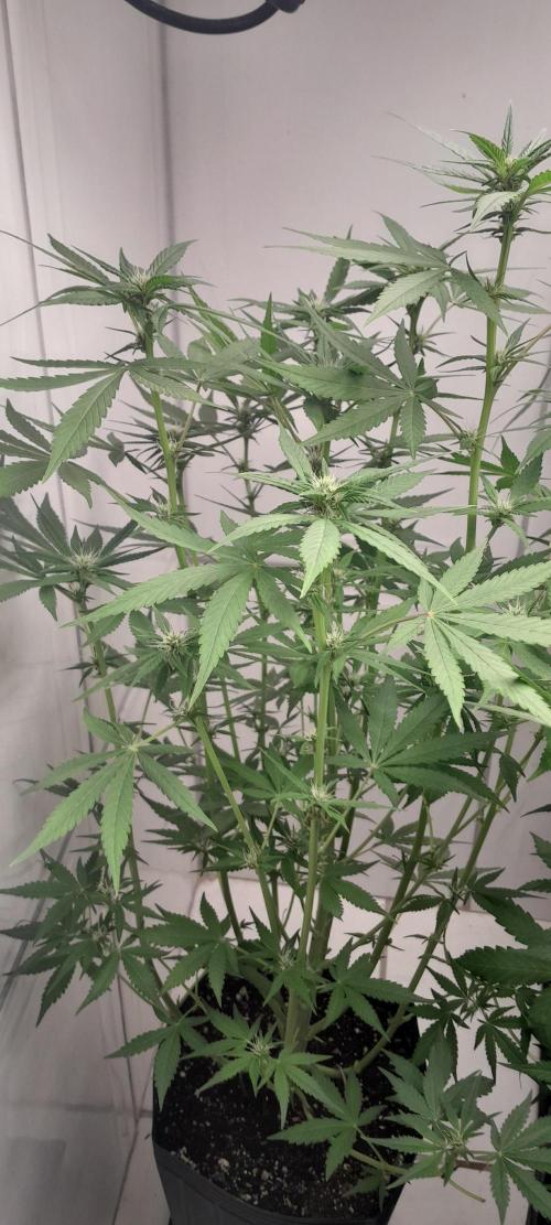 Que venha uma cor linda !. Week 6