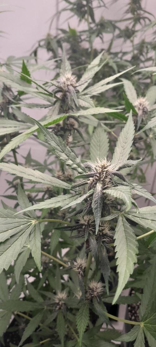 Que venha uma cor linda !. Week 6