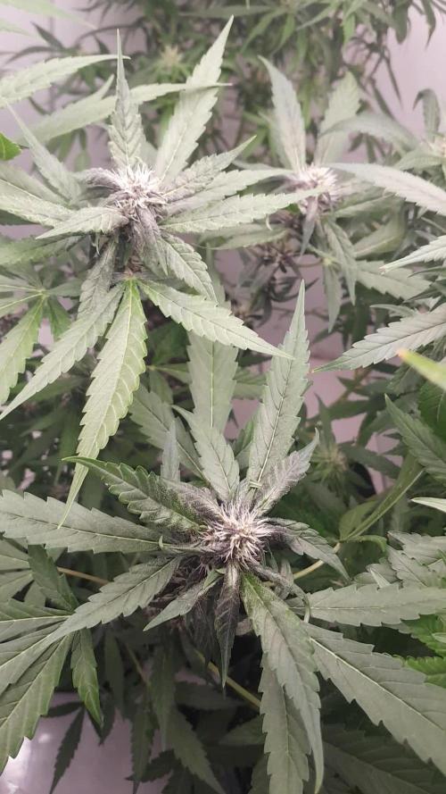 Que venha uma cor linda !