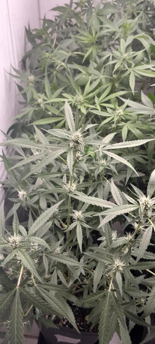 Uma novidade antes do verão chegar.. Week 6