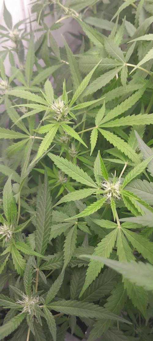 Uma novidade antes do verão chegar.. Week 6