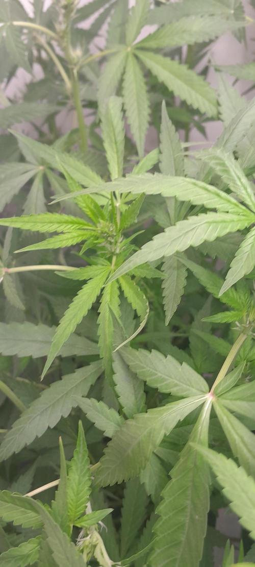 Uma novidade antes do verão chegar.. Week 6