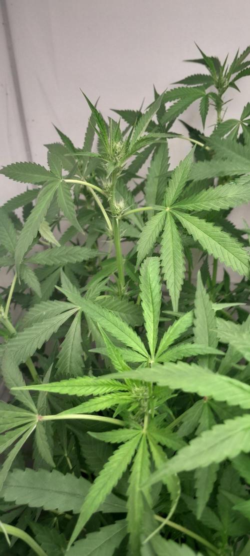 Uma novidade antes do verão chegar.. Week 6