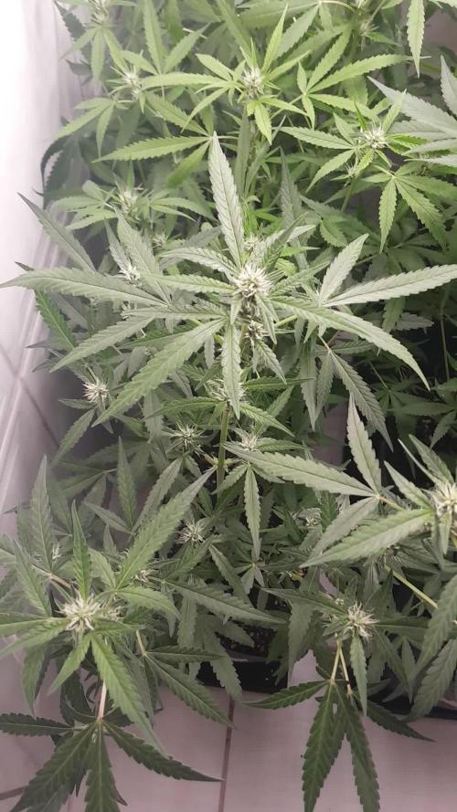 Uma novidade antes do verão chegar.