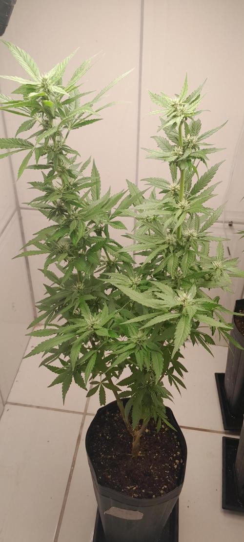 Geneticas da Tropicana. Week 8