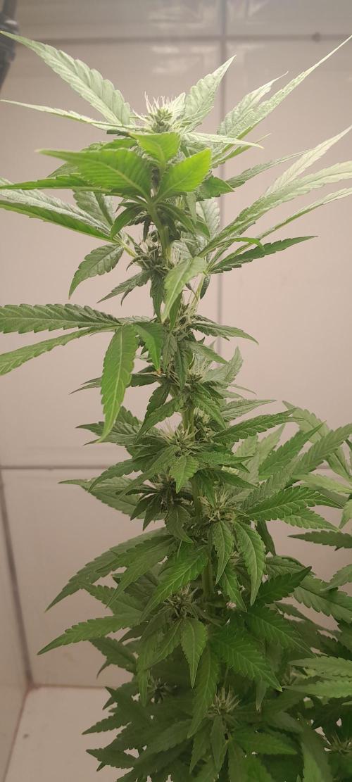 Geneticas da Tropicana. Week 8