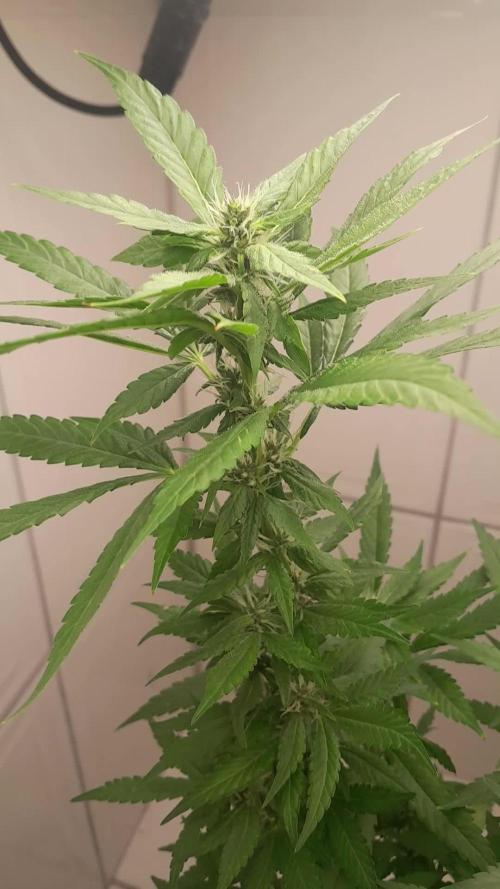 Geneticas da Tropicana