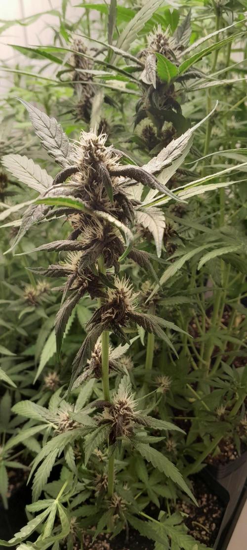 Que venha uma cor linda !. Week 6