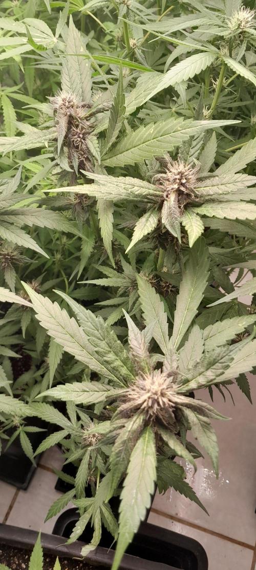 Que venha uma cor linda !. Week 6