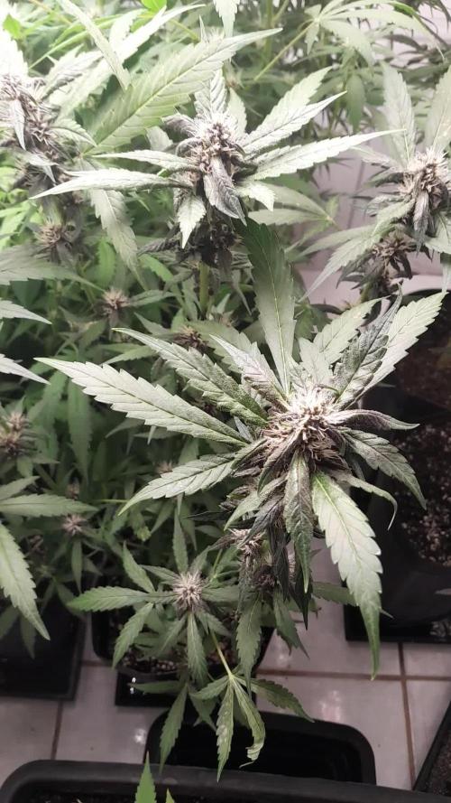 Que venha uma cor linda !