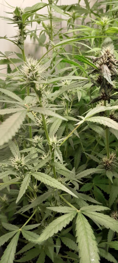 Uma novidade antes do verão chegar.. Week 6