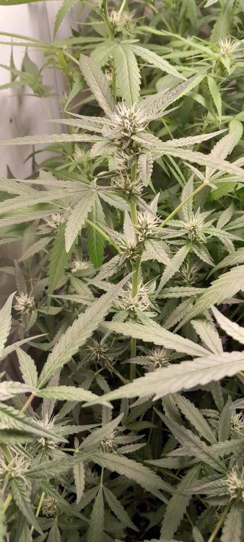 Uma novidade antes do verão chegar.. Week 6