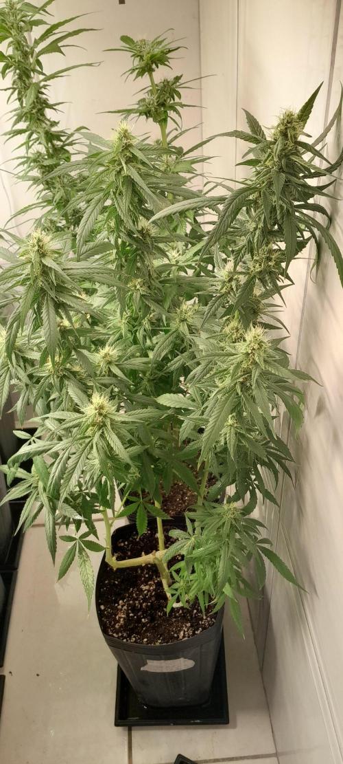 Super Silver Haze - 6 Pés. Week 9