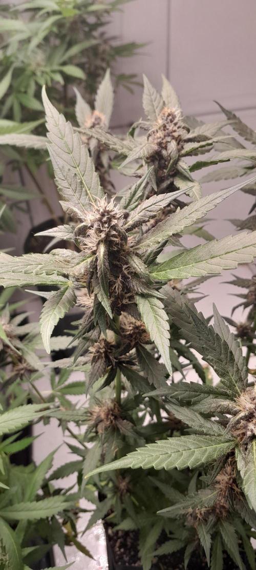 Que venha uma cor linda !. Week 7