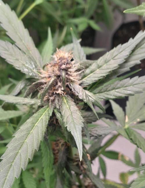 Que venha uma cor linda !. Week 7