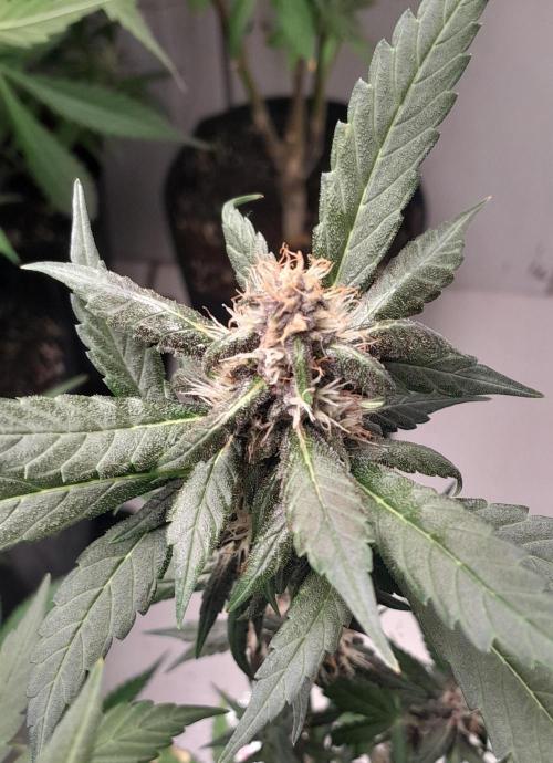 Que venha uma cor linda !. Week 7