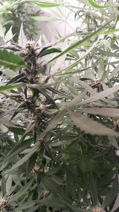 Que venha uma cor linda !