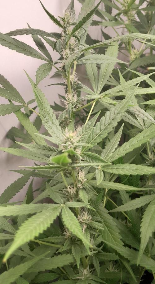 Uma novidade antes do verão chegar.. Week 7