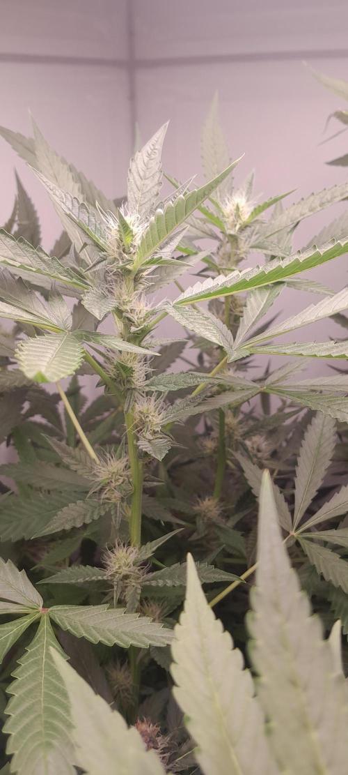 Uma novidade antes do verão chegar.. Week 7