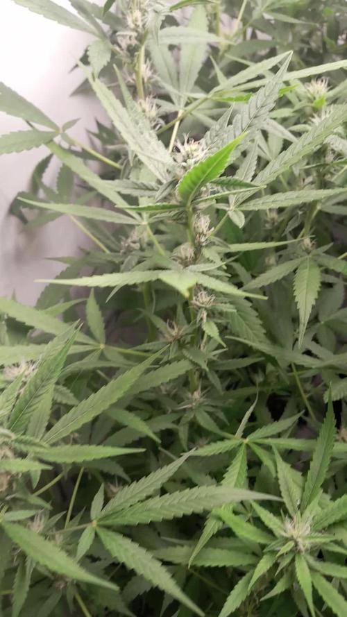 Uma novidade antes do verão chegar.