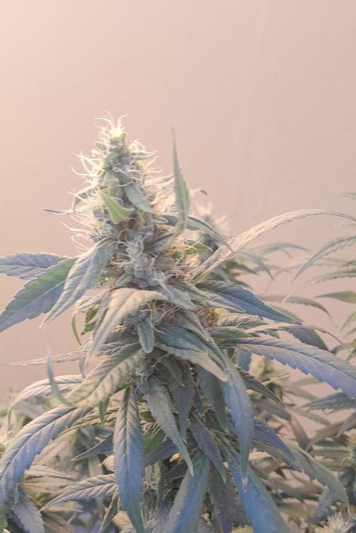 Super Silver Haze - 6 Pés. Week 10