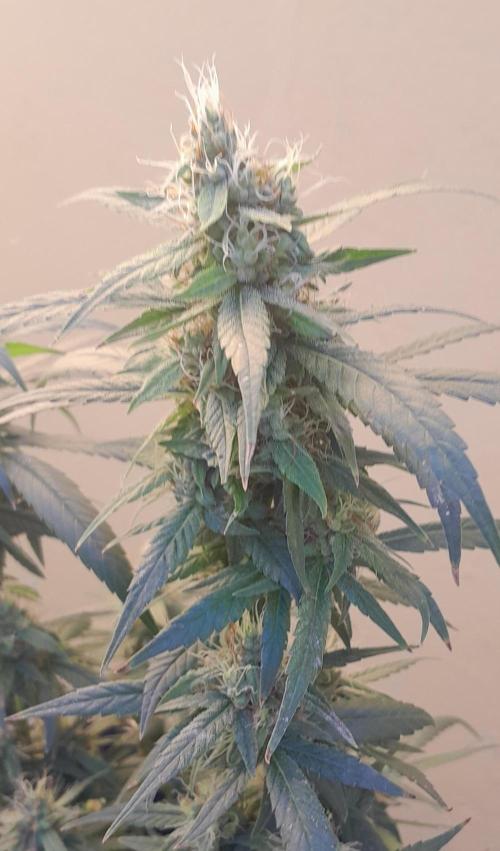 Super Silver Haze - 6 Pés. Week 10