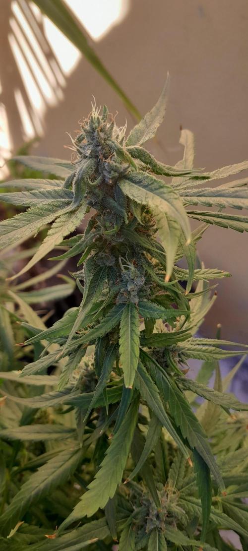 Super Silver Haze - 6 Pés. Week 10