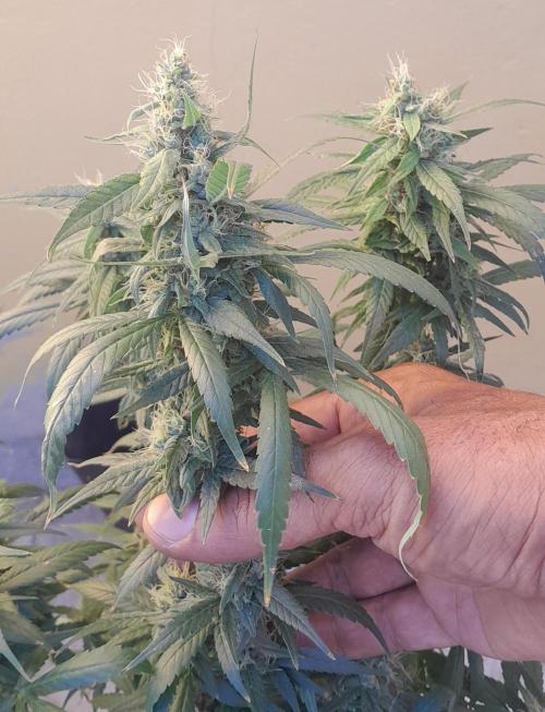 Super Silver Haze - 6 Pés. Week 10