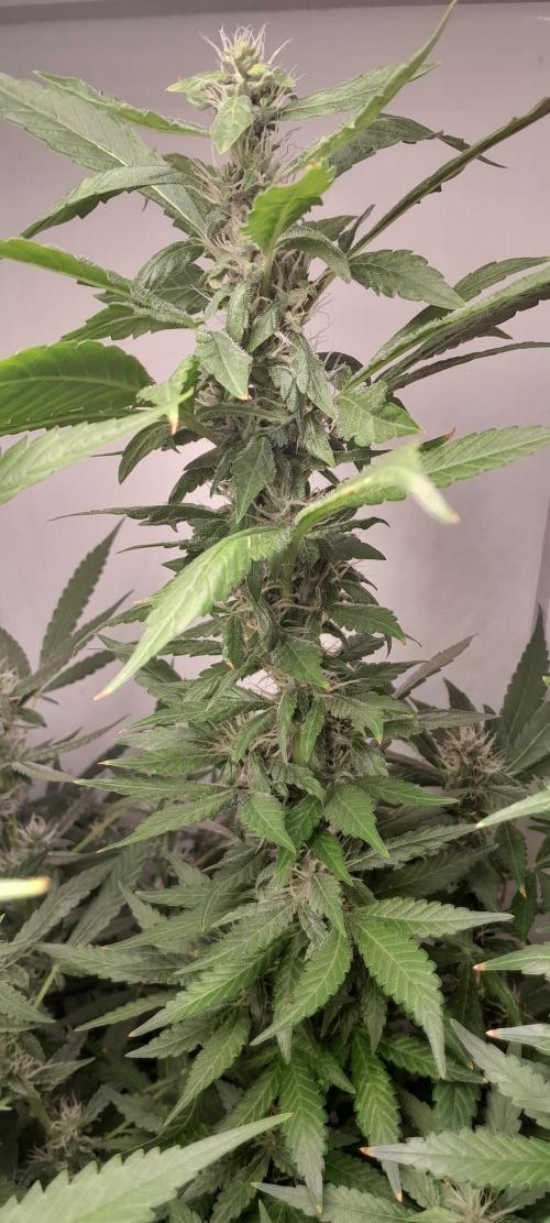 Geneticas da Tropicana. Week 9