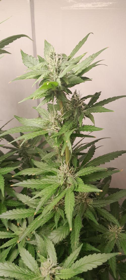 Geneticas da Tropicana. Week 9