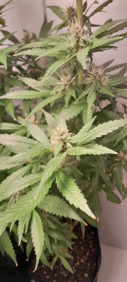 Geneticas da Tropicana. Week 9