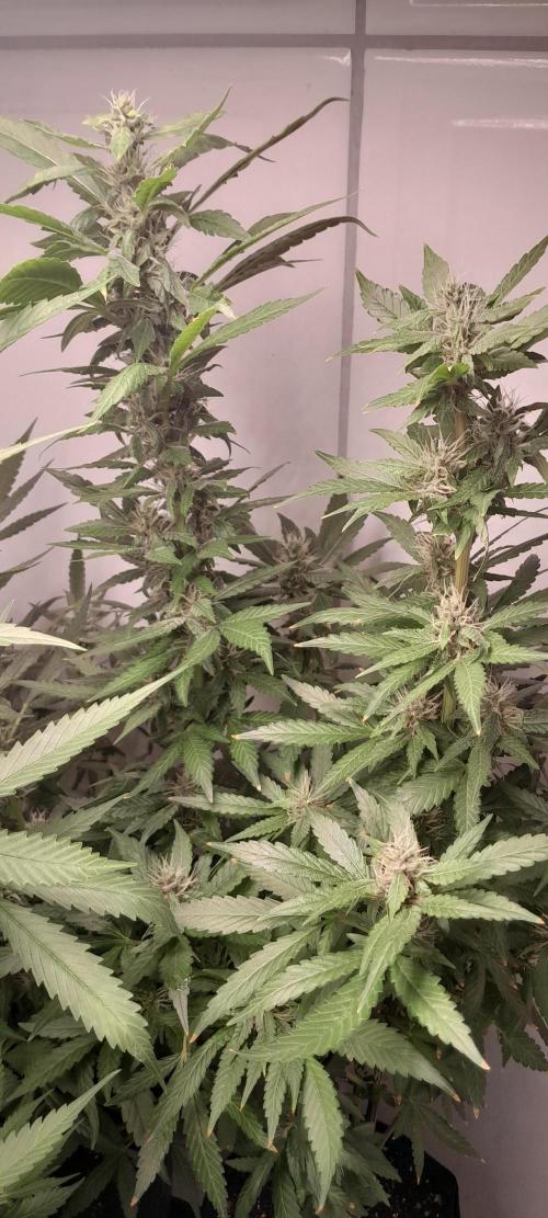 Geneticas da Tropicana. Week 9