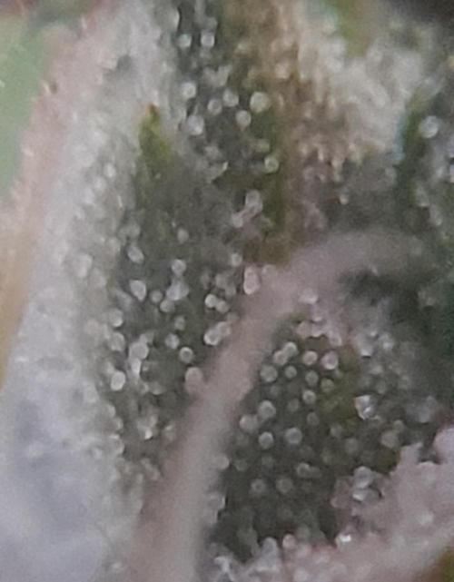 Super Silver Haze - 6 Pés. Week 10