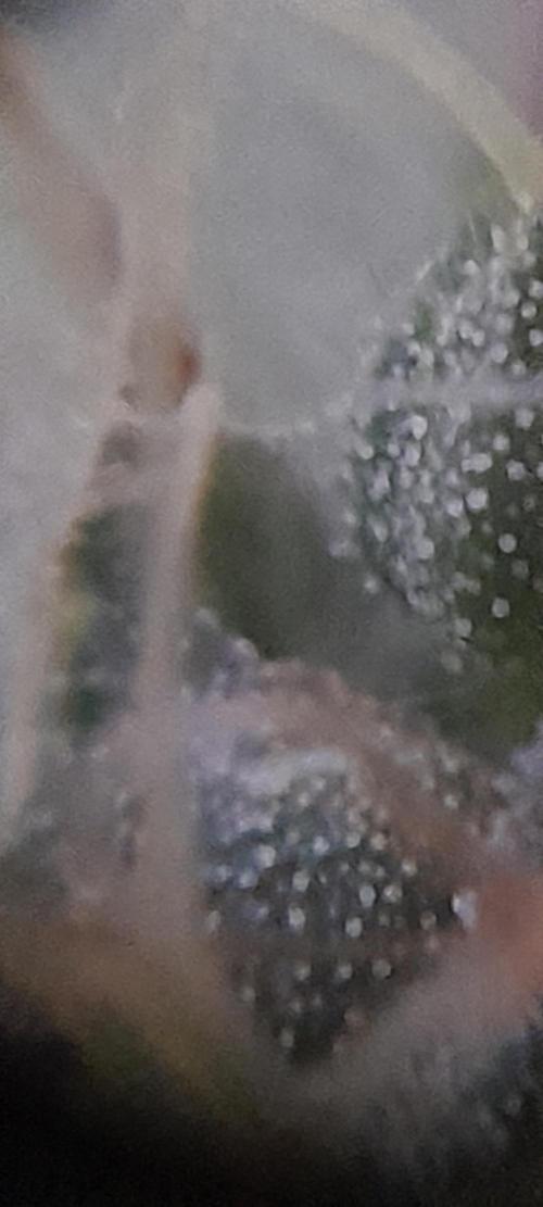 Super Silver Haze - 6 Pés. Week 10