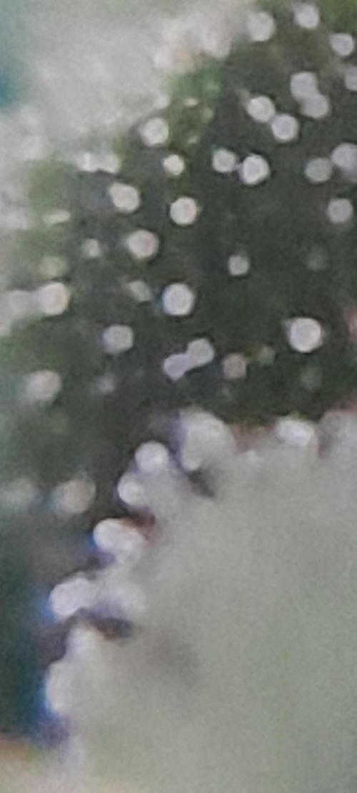 Super Silver Haze - 6 Pés. Week 10