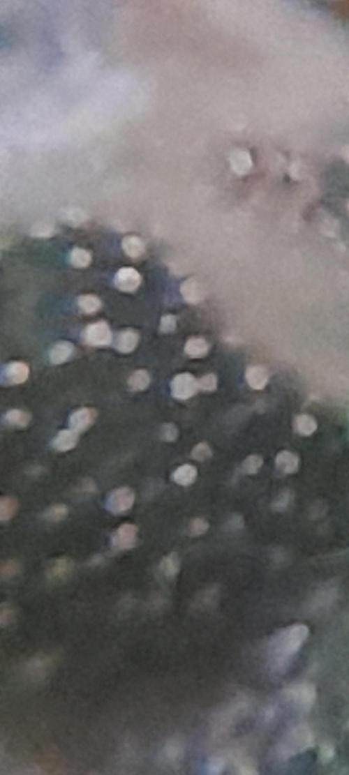 Super Silver Haze - 6 Pés. Week 10