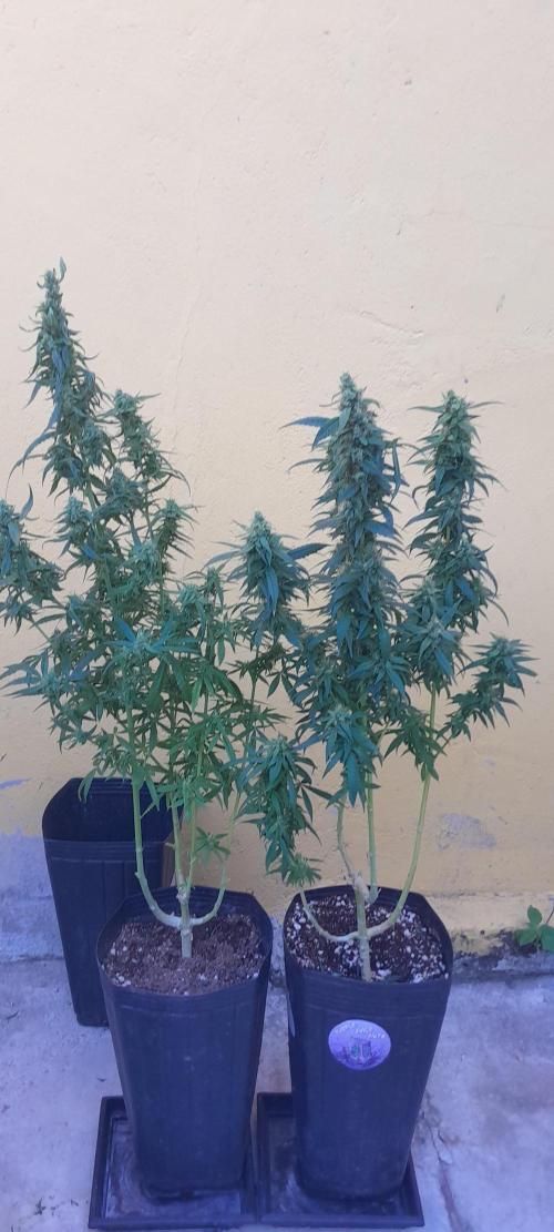 Super Silver Haze - 6 Pés. Week 10