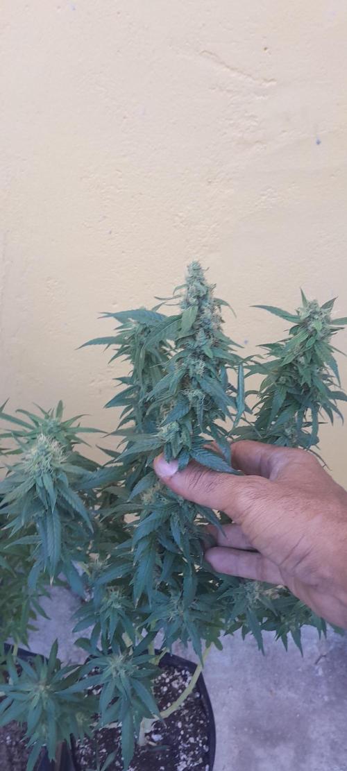 Super Silver Haze - 6 Pés. Week 10