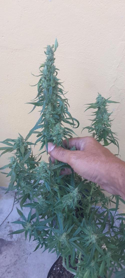 Super Silver Haze - 6 Pés. Week 10