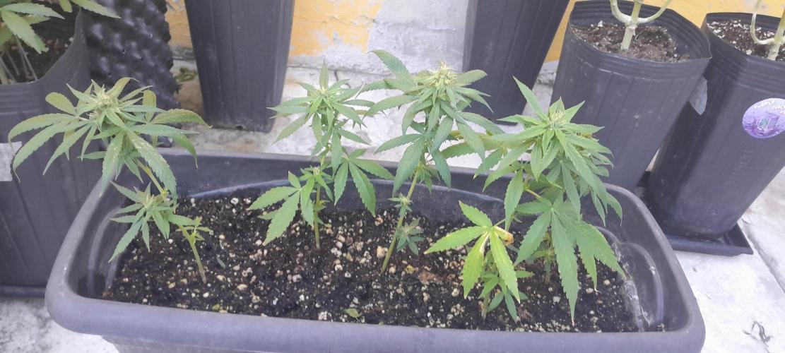 Super Silver Haze - 6 Pés. Week 10