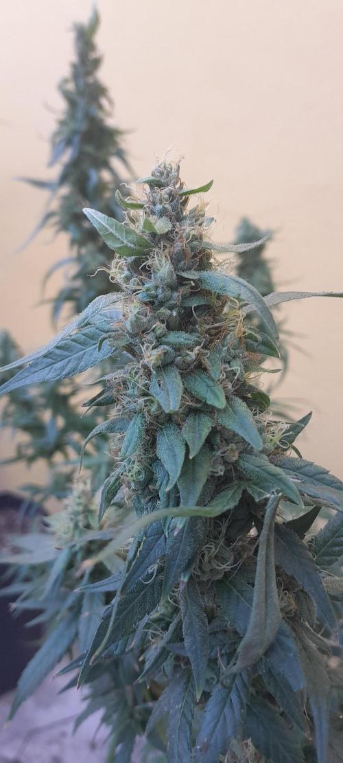 Super Silver Haze - 6 Pés. Week 10